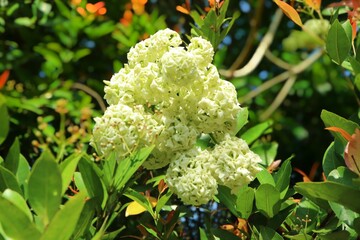white and yellow flowers