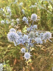 Синеголовник