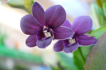 purple orchid flower