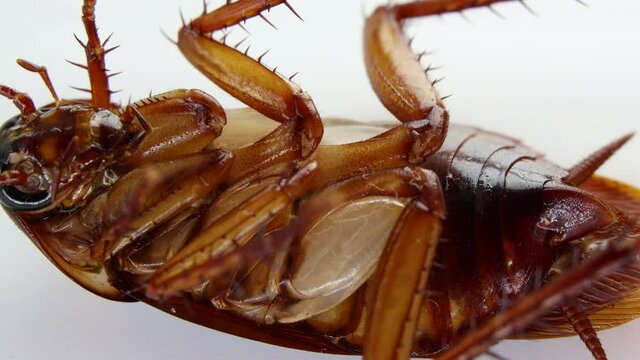 Blattodea slept dead and but can move