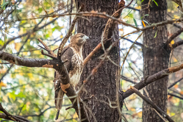 A Red-tailed Hawk (Buteo jamaicensis) poses on a limb. Raleigh, North Carolina.