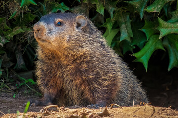 Obraz na płótnie Canvas A Groundhog (Marmota monax) under a holly bush. Raleigh, North Carolina.