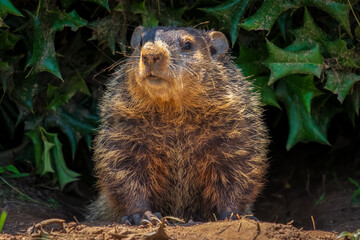 Obraz na płótnie Canvas A Groundhog (Marmota monax) peeking out from under a holly bush. Raleigh, North Carolina.
