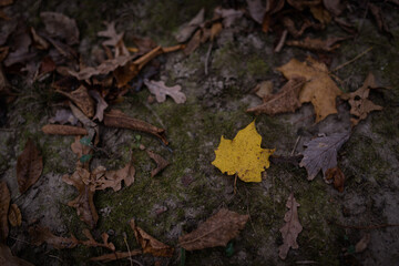 Autumn leaves on the ground, a yellow leaf different than all the brown leaves around it