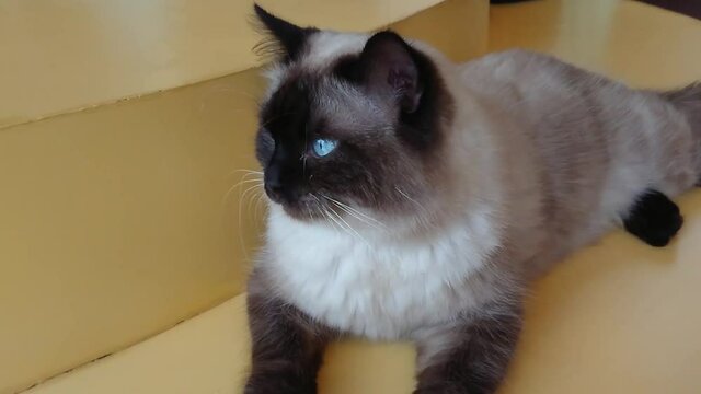 A beautiful birman cat with blue eyes sitting on yellow table