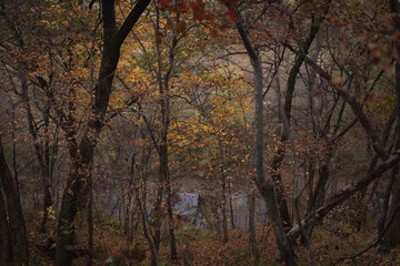 Autumn in the forest, looking through trees down at creek