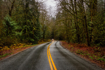 Beautiful View of a Scenic Road in the Green Forest during a rainy fall season day. Taken in Squamish, North of Vancouver, British Columbia, Canada.