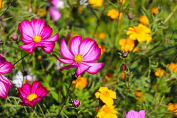 Fototapeta premium ピンク コスモス 秋桜 鮮やか 花畑 美しい 綺麗 カラフル