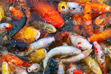 Obraz na płótnie Canvas Different colored fish carp, Hungry fish, Koi fish.