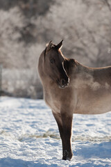 Obraz premium horse portrait breathing out on a cold winter day seeing horse breath out of nostrils in the air in cold temperature 