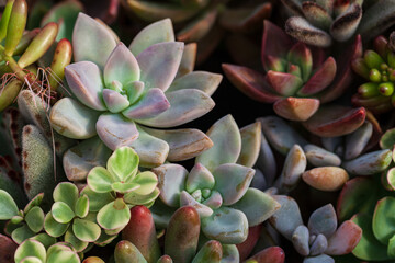 Close up of succulent plants, background or texture.