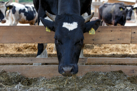 Livestock farm. Close-up. A black-and-white cow lies in a pasture on hay prepared among other cows. Milk's farm. Large head of a domestic cow