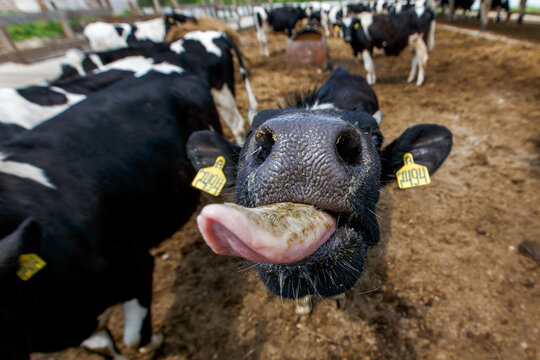 Livestock farm. Close-up. The cow shows a long tongue at the camera. Milk's farm