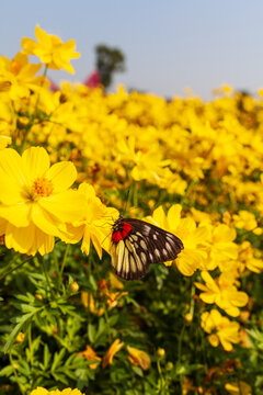 Butterfly on yellow flower, beautiful vivid natural summer garden outdoor park image.