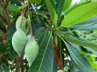 the focus image of Malabar fruit