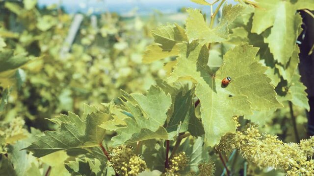 ladybug walks over a vine leaf in bloom and flies away in a vineyard, Italy