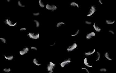 Group of light fluffy a white feathers floating in the dark. black background.