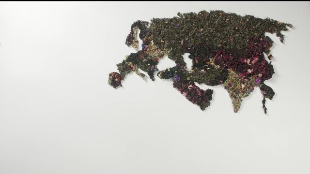 Woman making world map of dry tea leaves on white background