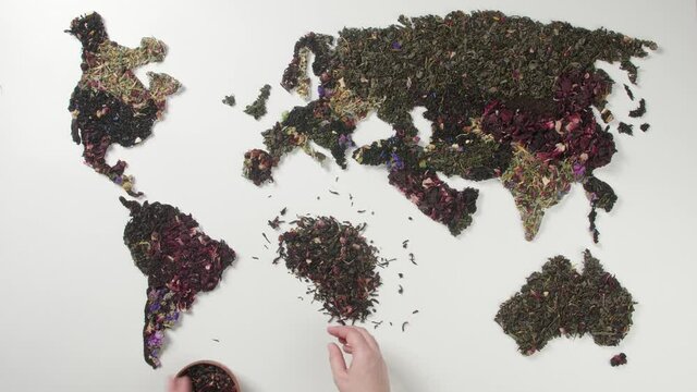 Woman making world map of dry tea leaves on white background