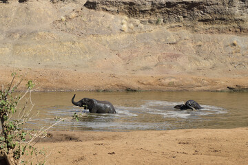 Afrikanischer Elefant im Mphongolo River/ African elephant in Mphongolo River / Loxodonta africana.