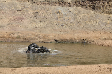 Fototapeta premium Afrikanischer Elefant im Mphongolo River/ African elephant in Mphongolo River / Loxodonta africana.