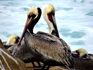 Pair of Pelicans with Surf in Background, La Jolla Cove, San Diego, California