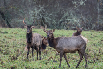 2020-12-01 A SIDE SHOT OF A FEMALE ROOSEVELT ELK WITH HER HERD IN THE BACK GOUND BLURRED