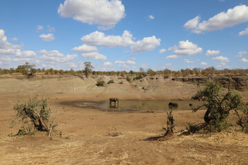 Afrikanischer Elefant im Mphongolo River/ African elephant in Mphongolo River / Loxodonta africana