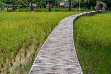 Fototapeta na wymiar Bamboo Walkways 