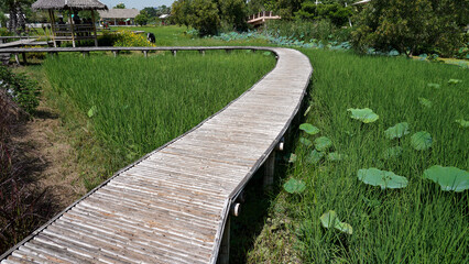 Bamboo Walkways 