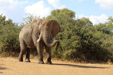 Afrikanischer Elefant / African elephant / Loxodonta africana