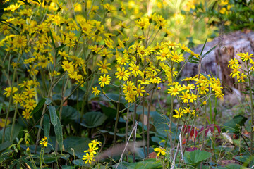 花をいっぱい咲かせたツワブキ