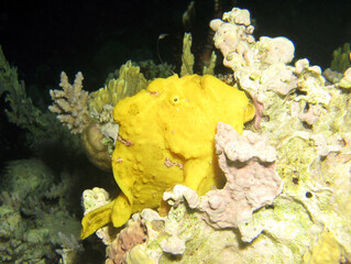 A frogfish using its fishing pole