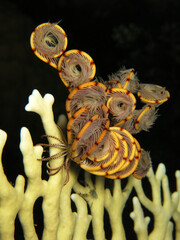 A feather star at night