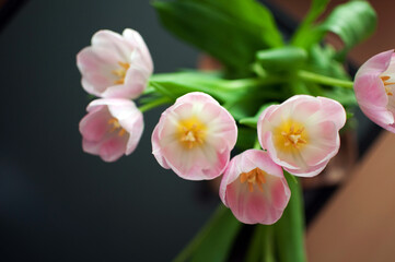 Beautiful pink tulips at home