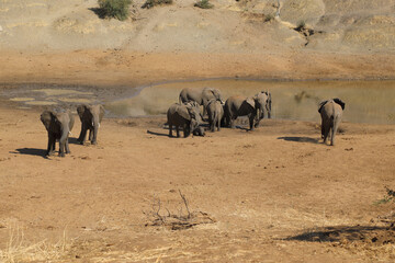 Afrikanischer Elefant am Mphongolo River/ African elephant at Mphongolo River / Loxodonta africana.