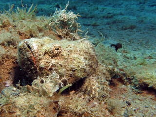 Closeup of a Devil scorpionfish Scorpaenopsis diabolus