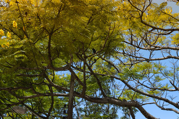 Obraz premium autumn leaves in the sky