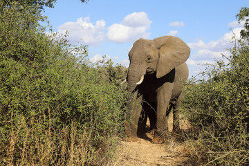 Obraz premium Afrikanischer Elefant / African elephant / Loxodonta africana