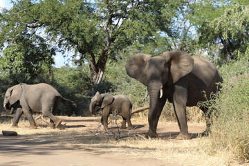Afrikanischer Elefant / African elephant / Loxodonta africana.