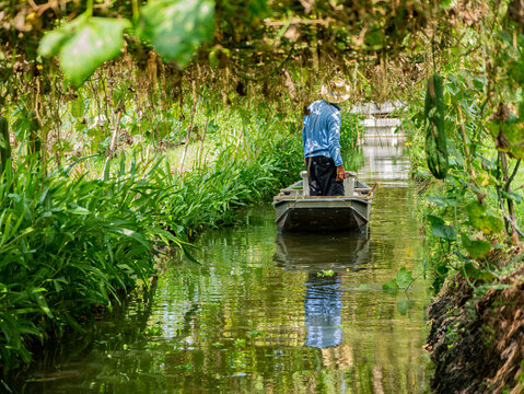 Photos of Zucchini gardener lifestyle in Thailand.