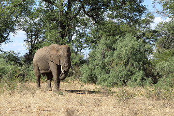 Naklejka premium Afrikanischer Elefant / African elephant / Loxodonta africana