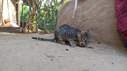 Cute black and brown cat eating foodCute black and brown cat eating food