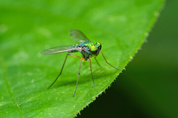 Macro Photo of Long Legged Fly on Green Leaf