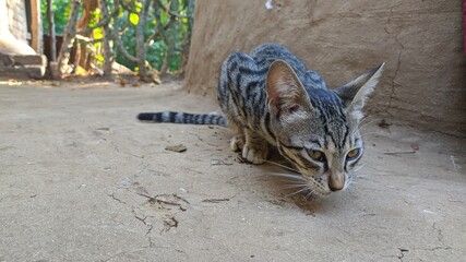 Cute black and brown cat eating food