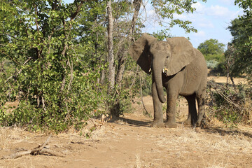 Fototapeta premium Afrikanischer Elefant / African elephant / Loxodonta africana