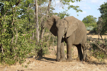 Fototapeta premium Afrikanischer Elefant / African elephant / Loxodonta africana