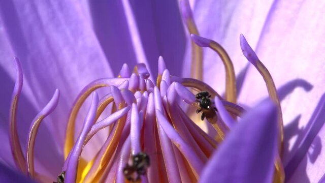 A magical close-up view of several Asian bees working hard to gather pollen from an amazing purple lotus, with a stunning golden interior.