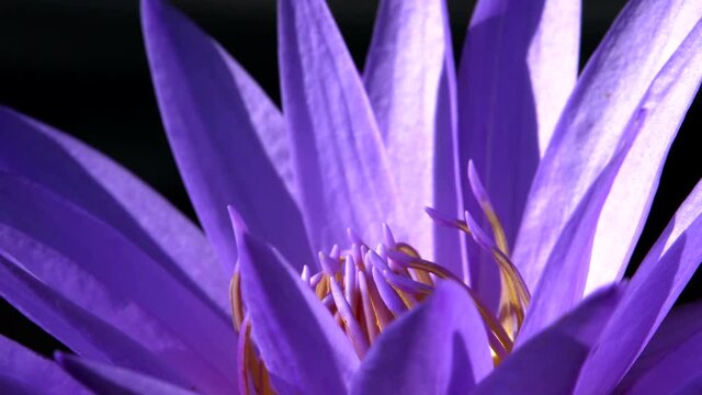 A solitary Asian bee, after gathering pollen, emerges from a perfectly beautiful, purple lotus blossom, flies around, and returns for more.