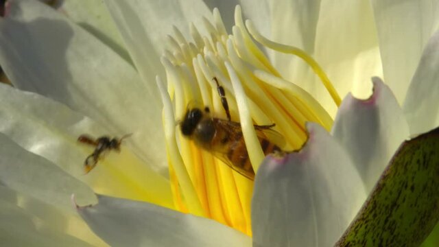 A close-up view of a large Asian bee struggling to gather pollen from a difficultly tight lotus source, while still competing with several more agile, smaller bees.